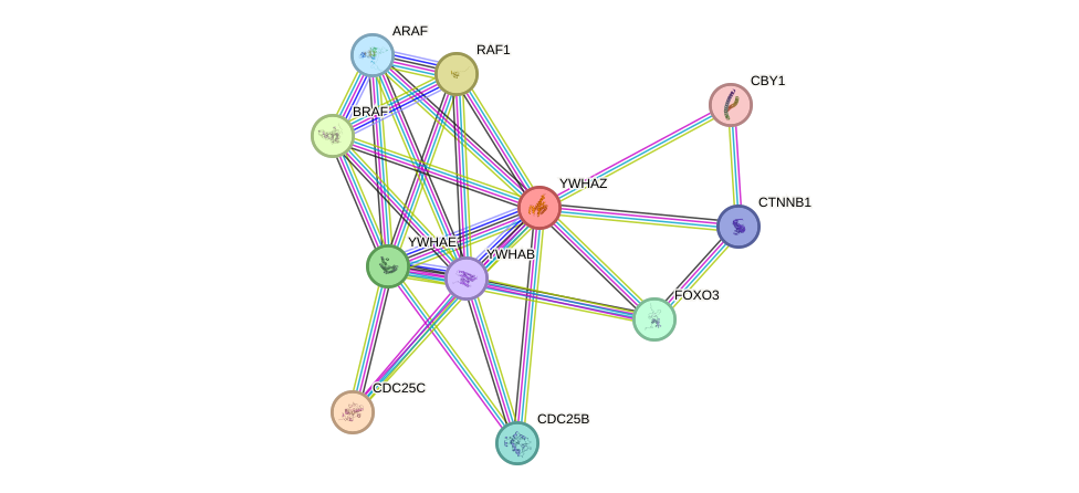 Protein-Protein network diagram for YWHAZ