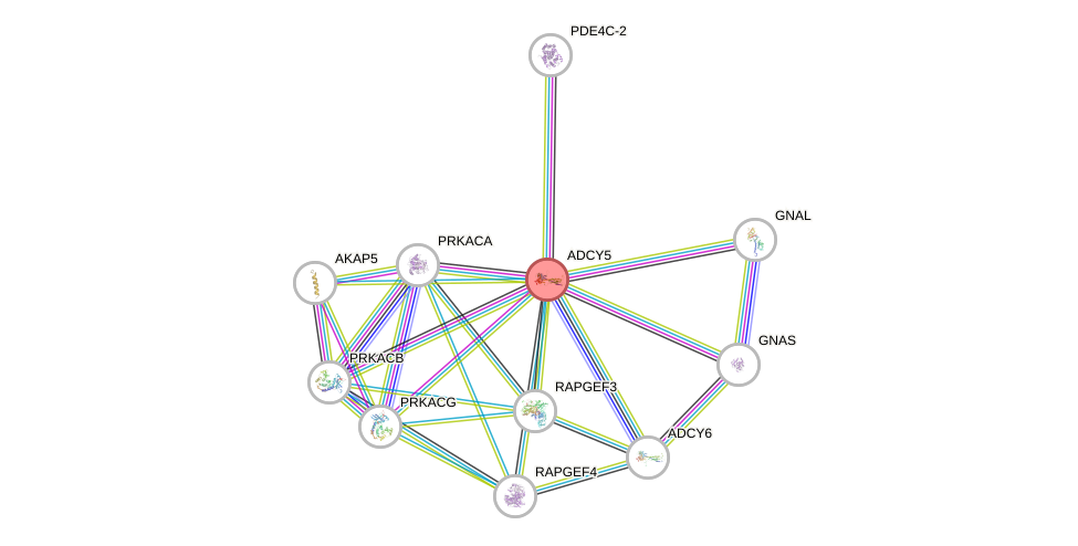 Protein-Protein network diagram for ADCY5