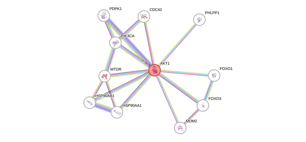 Protein-Protein network diagram for AKT1