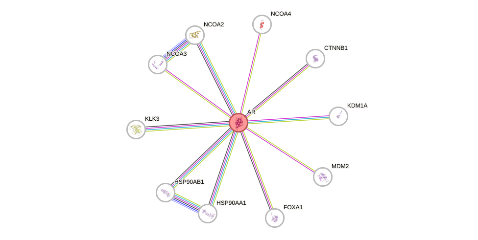 Protein-Protein network diagram for AR