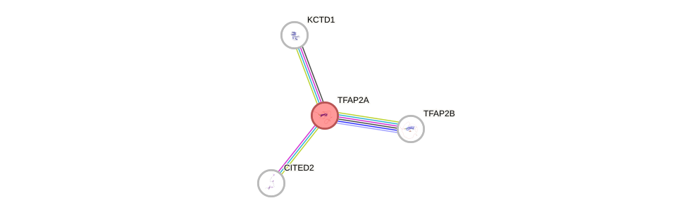 Protein-Protein network diagram for TFAP2A