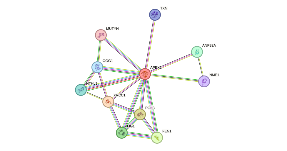 Protein-Protein network diagram for APEX1