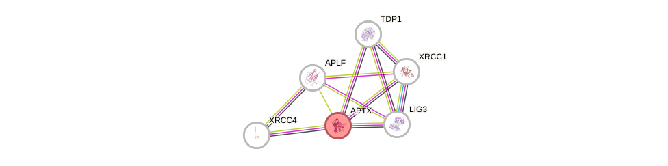 Protein-Protein network diagram for APTX
