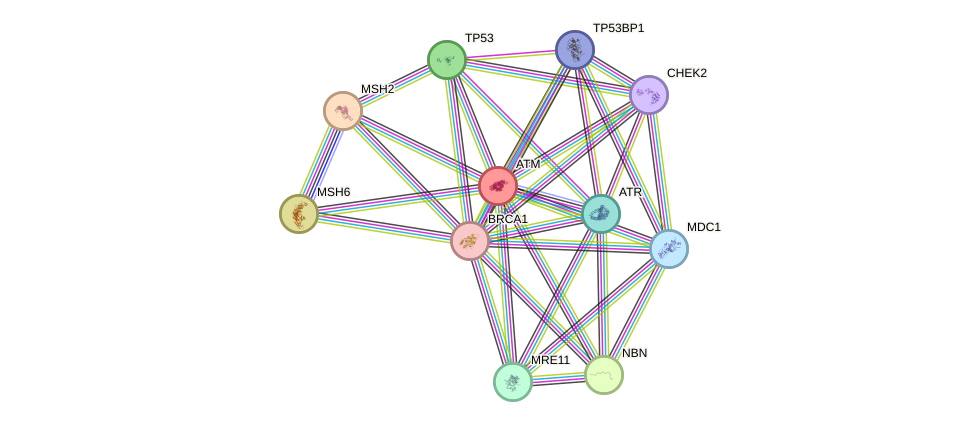 Protein-Protein network diagram for ATM