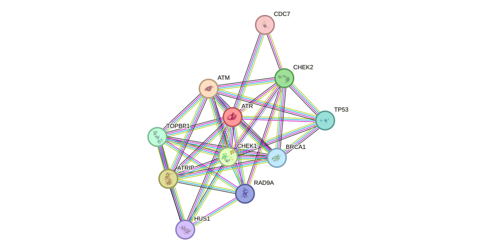 Protein-Protein network diagram for ATR