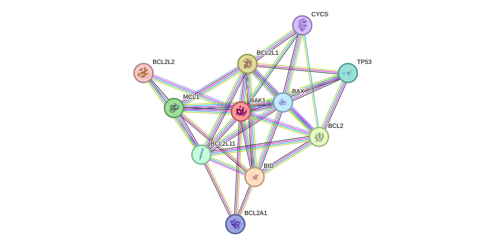 Protein-Protein network diagram for BAK1