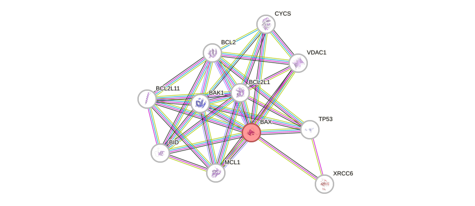 Protein-Protein network diagram for BAX