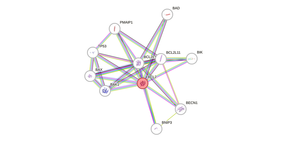 Protein-Protein network diagram for BCL2