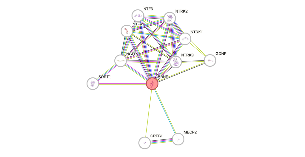 Protein-Protein network diagram for BDNF