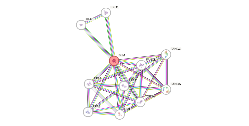 Protein-Protein network diagram for BLM