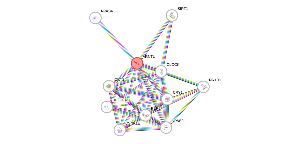 Protein-Protein network diagram for ARNTL