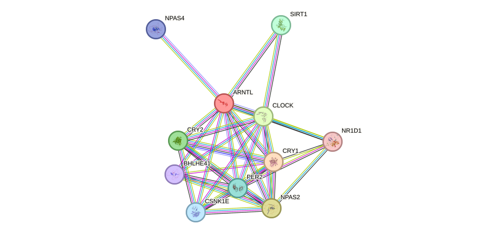 Protein-Protein network diagram for ARNTL