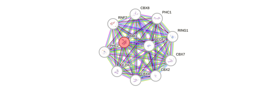 Protein-Protein network diagram for BMI1