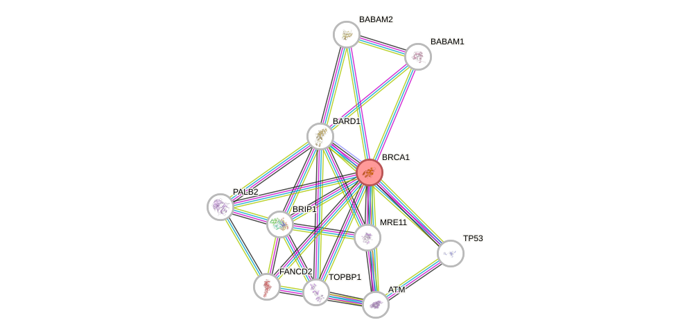 Protein-Protein network diagram for BRCA1