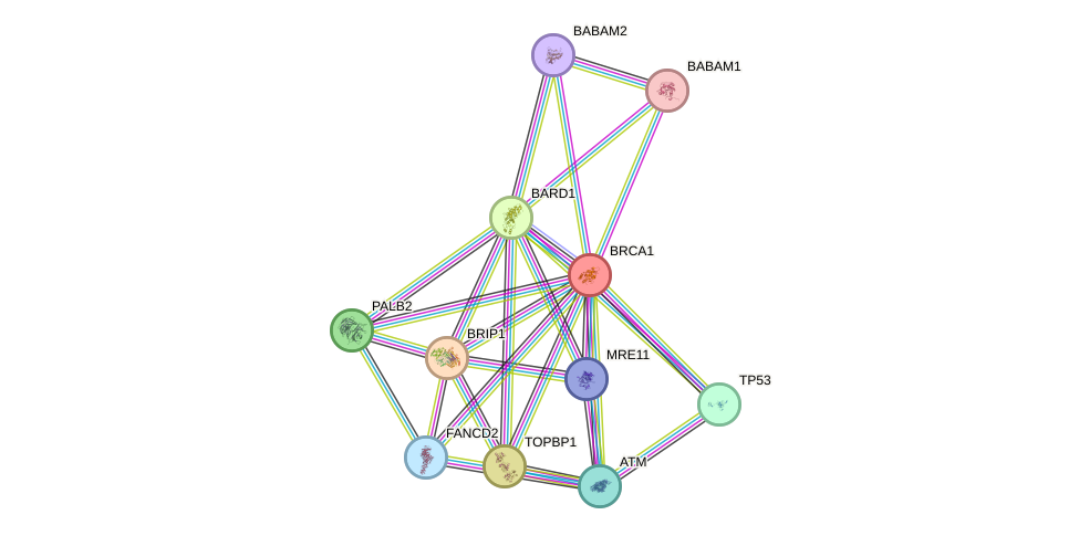 Protein-Protein network diagram for BRCA1
