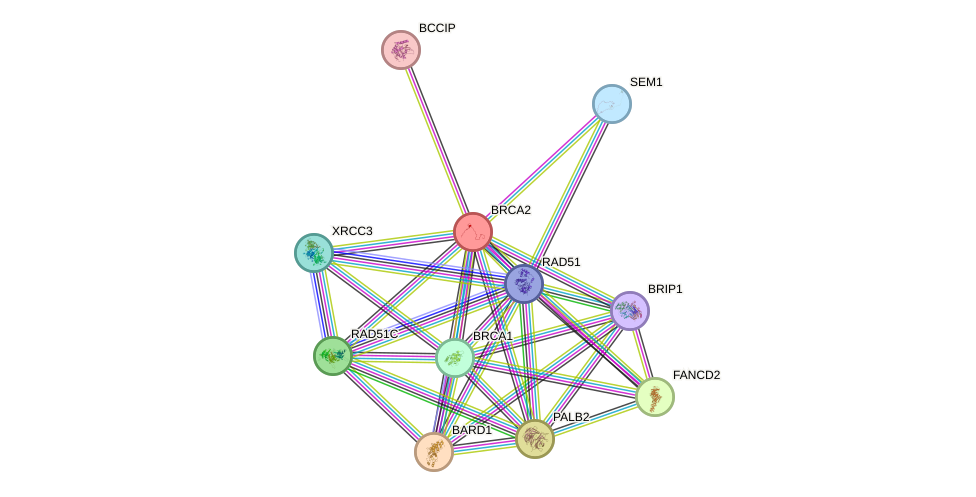 Protein-Protein network diagram for BRCA2