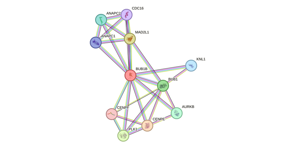 Protein-Protein network diagram for BUB1B