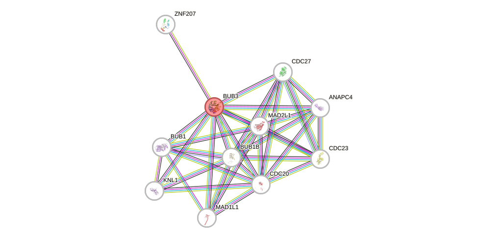 Protein-Protein network diagram for BUB3