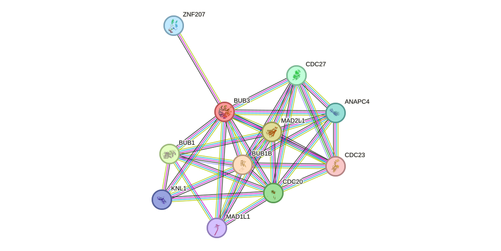 Protein-Protein network diagram for BUB3