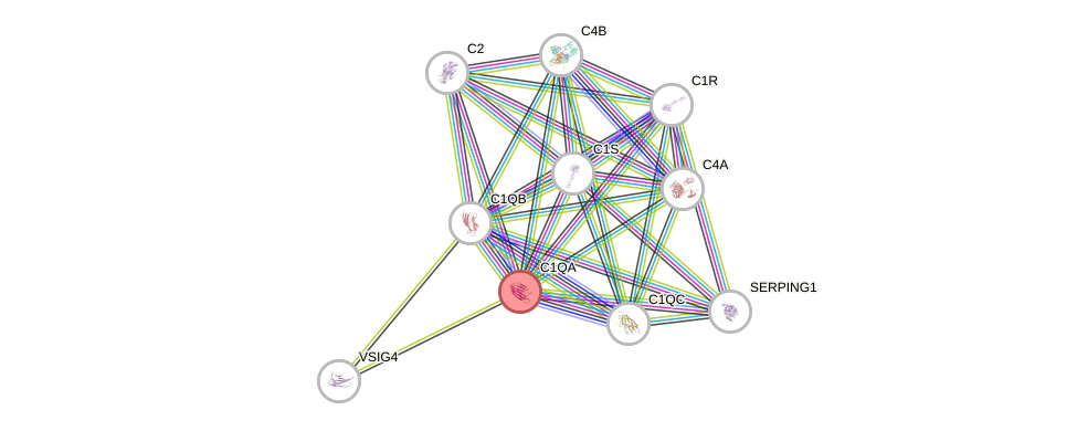 Protein-Protein network diagram for C1QA