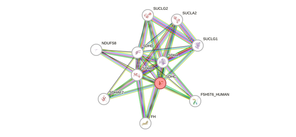 Protein-Protein network diagram for SDHC