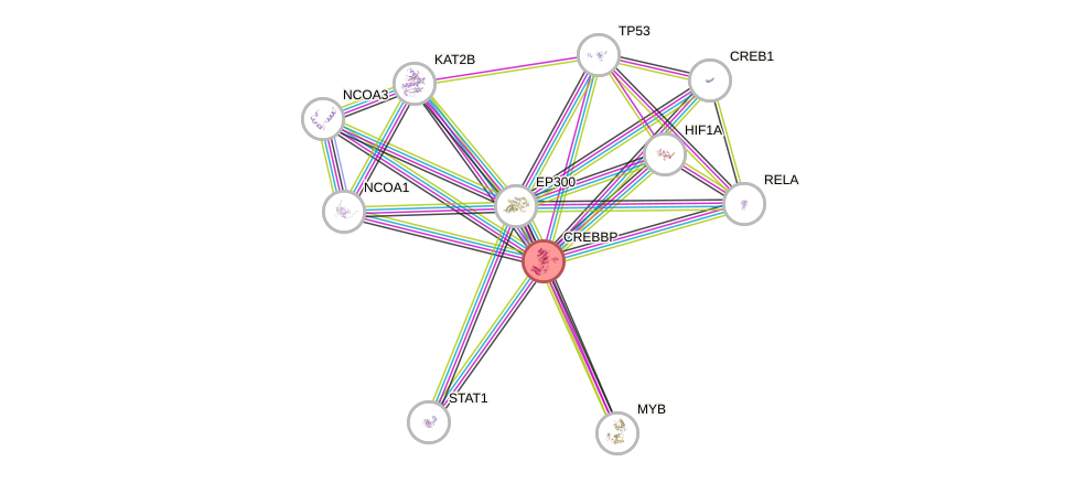 Protein-Protein network diagram for CREBBP