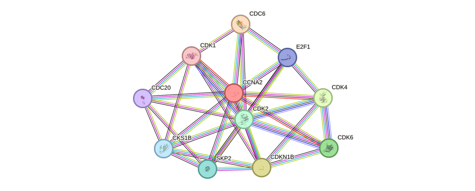Protein-Protein network diagram for CCNA2