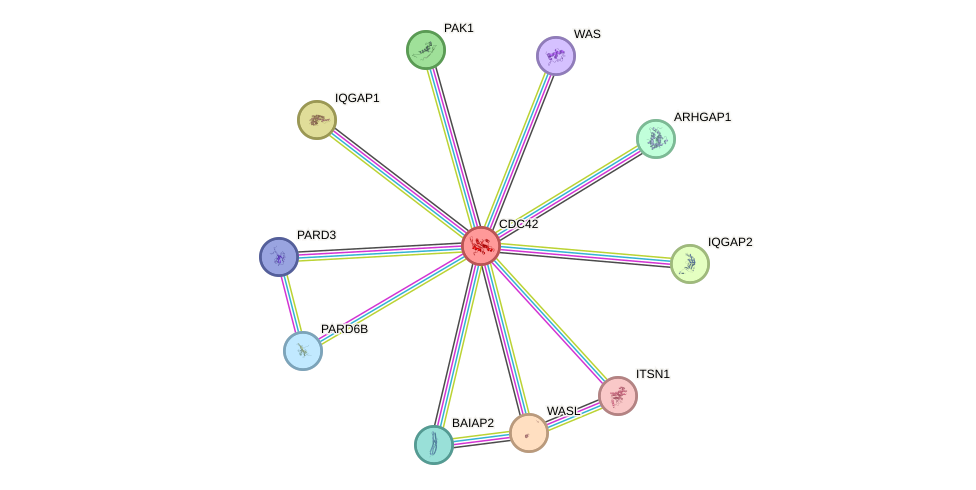 Protein-Protein network diagram for CDC42