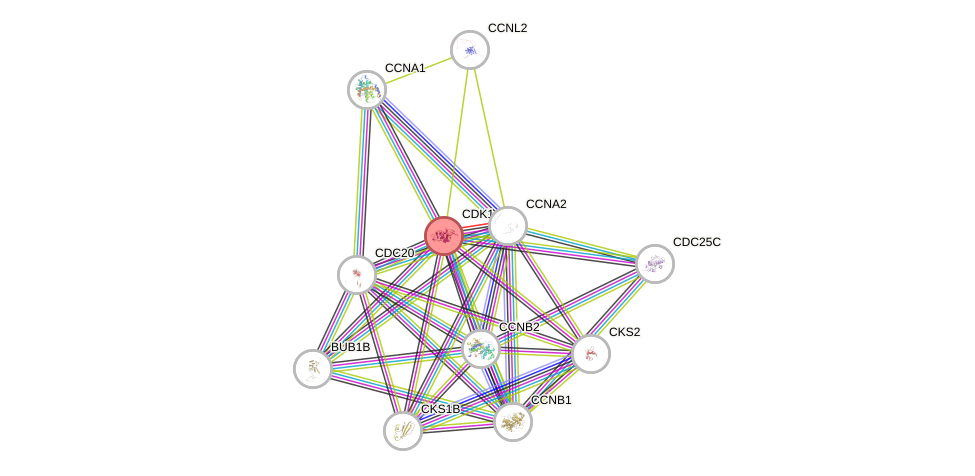 Protein-Protein network diagram for CDK1