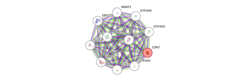 Protein-Protein network diagram for CDK7