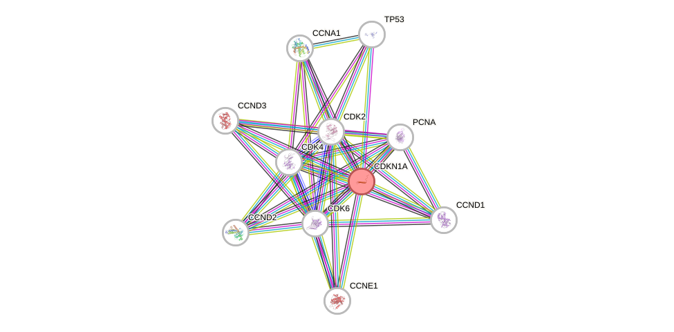 Protein-Protein network diagram for CDKN1A
