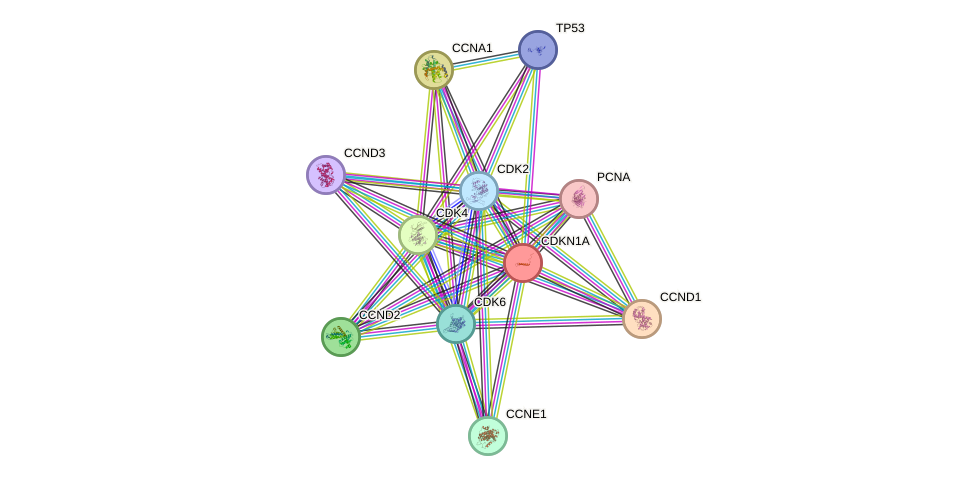 Protein-Protein network diagram for CDKN1A