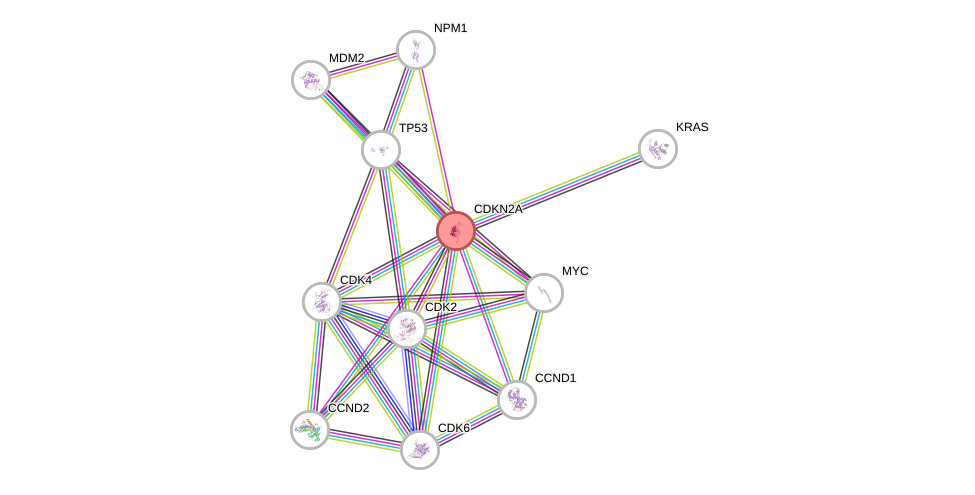 Protein-Protein network diagram for CDKN2A