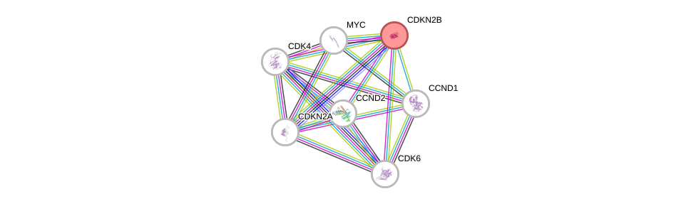 Protein-Protein network diagram for CDKN2B