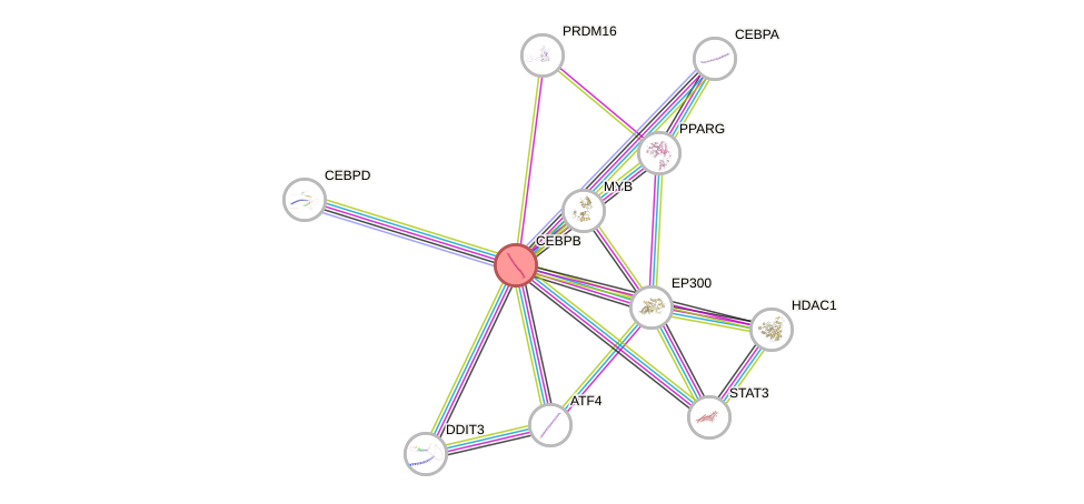 Protein-Protein network diagram for CEBPB