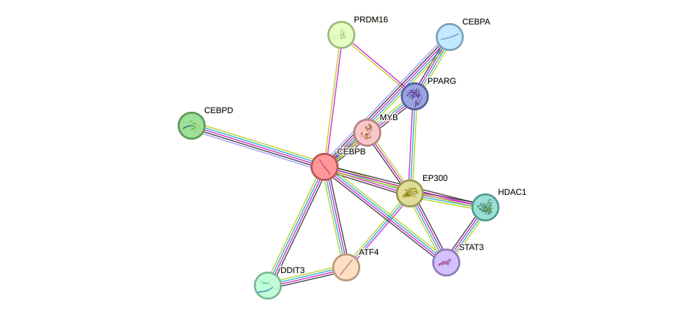 Protein-Protein network diagram for CEBPB