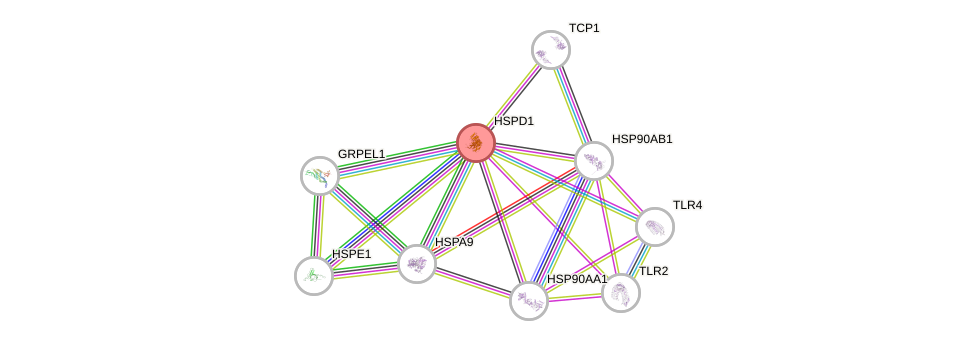 Protein-Protein network diagram for HSPD1