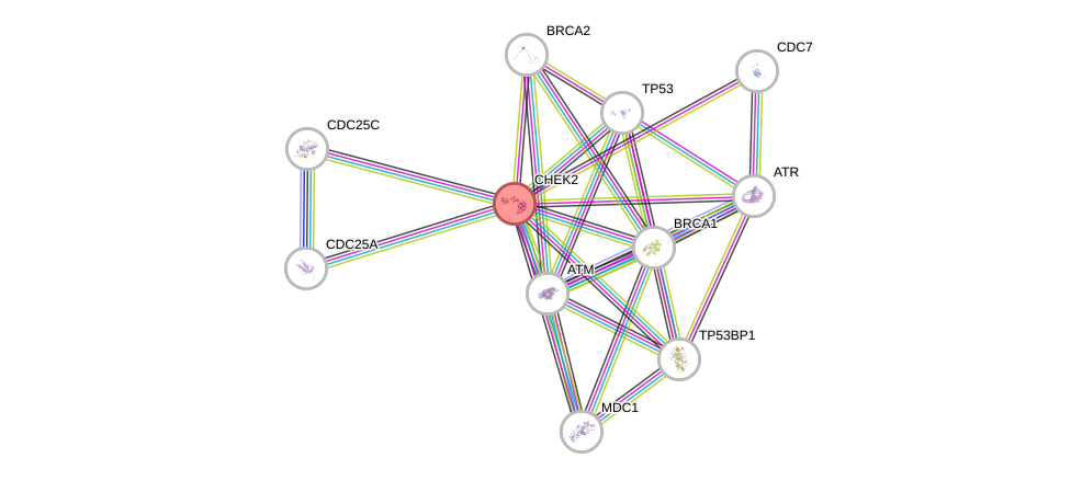 Protein-Protein network diagram for CHEK2
