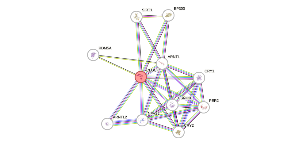 Protein-Protein network diagram for CLOCK