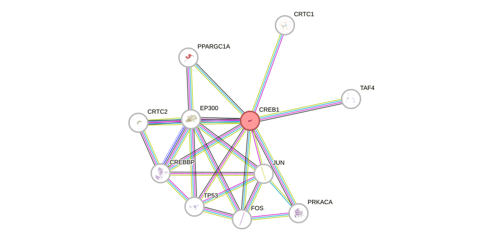 Protein-Protein network diagram for CREB1
