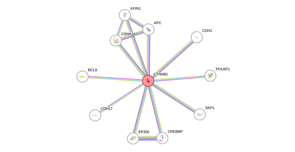 Protein-Protein network diagram for CTNNB1