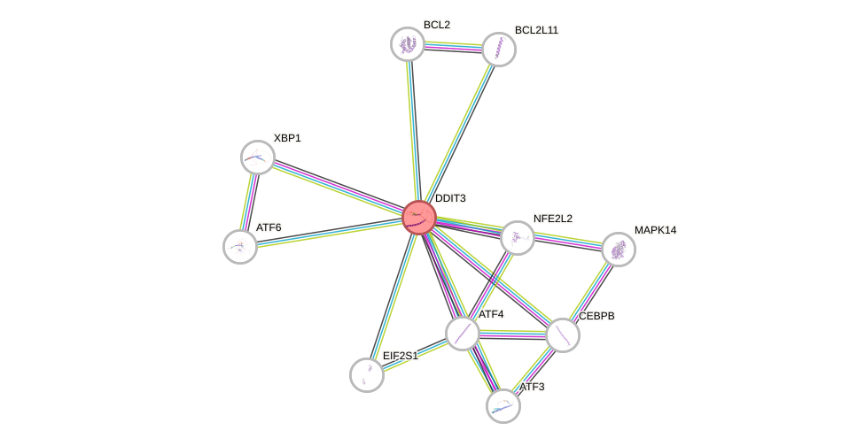 Protein-Protein network diagram for DDIT3