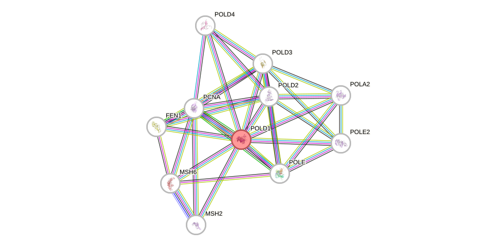 Protein-Protein network diagram for POLD1