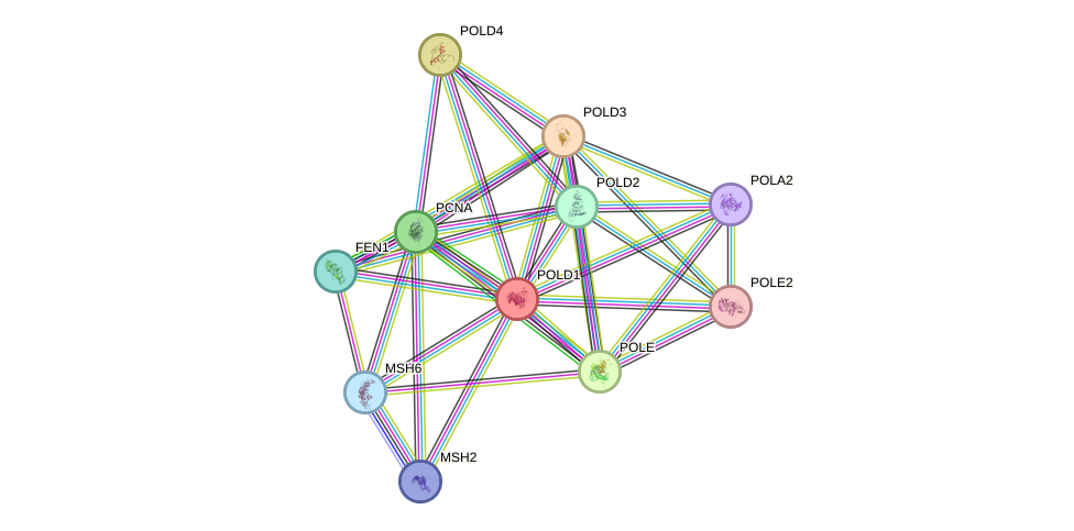 Protein-Protein network diagram for POLD1
