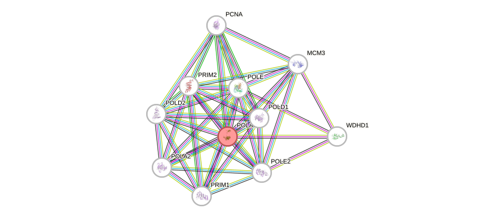 Protein-Protein network diagram for POLA1