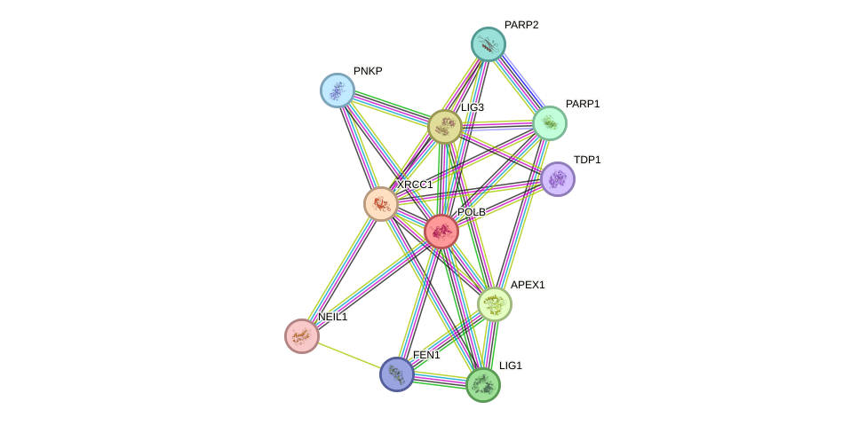 Protein-Protein network diagram for POLB