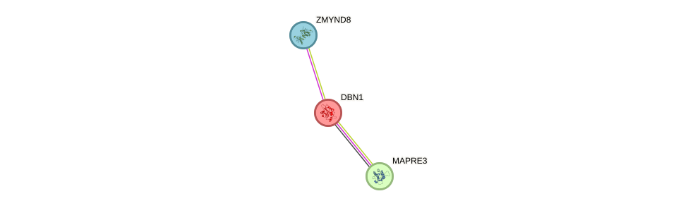 Protein-Protein network diagram for DBN1