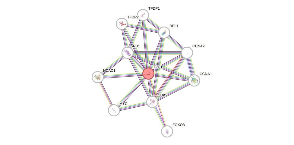 Protein-Protein network diagram for E2F1