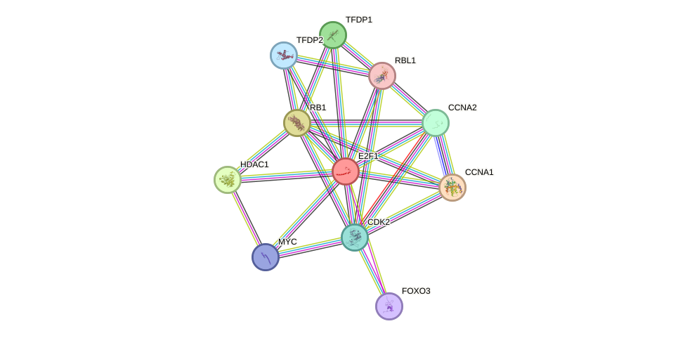 Protein-Protein network diagram for E2F1
