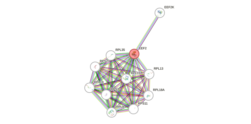 Protein-Protein network diagram for EEF2
